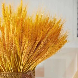 天然麦穗金色大麦花束插件花瓶干花摆件拍摄道具橱窗装饰场景布置