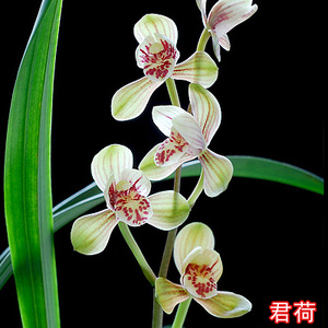 君荷兰花夏季带花苗正品四季兰建兰浓香型老种八大名品高档花卉