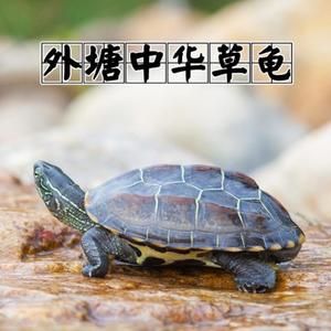 自制乌龟晒台 自制深水乌龟浮台_最简单的乌龟晒台制作