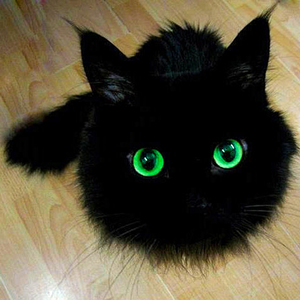 拿破仑矮脚猫纯黑色曼基康短腿猫绿眼长毛猫咪活物赛级血统小奶猫