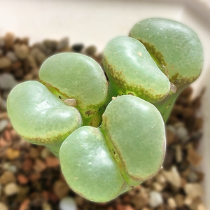2.5年粉红女郎大型风铃紫花多肉植物生石花室内阳台绿植