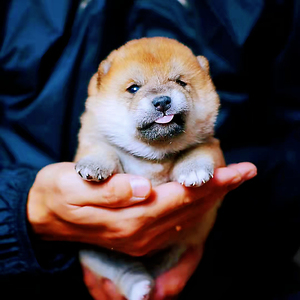 麒麟豆柴莊纯种日本柴犬幼犬豆柴犬豆柴幼犬黑柴犬微笑大脸赛级犬