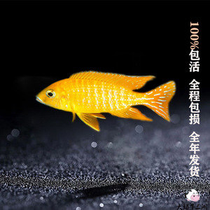 三湖慈鲷马拉金