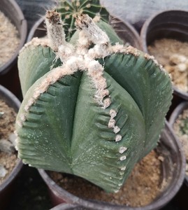 仙人球龟甲鸾凤玉尺寸7-8cm高8-9cm包邮