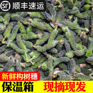 新鲜构树穗构树花野生食用构棒构蒲穗楮不揪应季蔬菜野菜顺丰速运