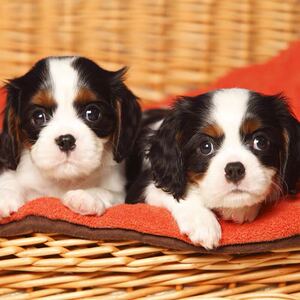 英国查理王小猎犬骑士犬小型犬幼犬纯种宠物狗狗查理王犬小王子