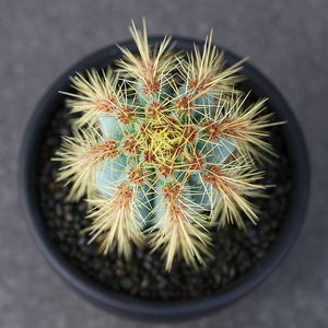 蓝衣柱金青阁一物一拍 蓝色仙人柱沙生多肉植物组合盆栽