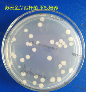 苏云金芽孢杆菌