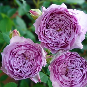 【月季青金石】月季青金石品牌,价格 - 阿里巴巴