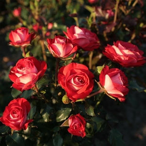 红宝石冰勤开月季无刺抗病强维护简单