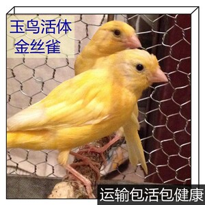 鸟类活物玉鸟芙蓉鸟雀金丝雀鸣唱观赏鸟山东黄蜡黄扬州黄玉鸟包邮