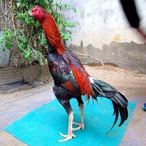 纯越南鬼子斗鸡蛋泰国缅甸剑尾大冠斗鸡受精蛋 中原斗鸡蛋