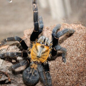 胡志明地老虎 金色背甲老虎 活体宠物蜘蛛捕鸟蛛 另类宠物3-4cm