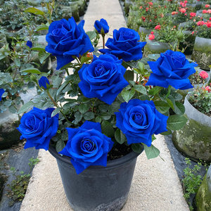 本月季花苗特大花卉浓香庭院室外爬藤植物四季开花玫瑰欧月蔷薇茗赏