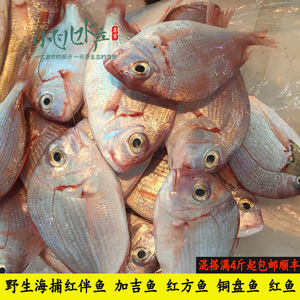 海捕海鱼 新鲜铜盆鱼 斑加吉鱼 红方头鱼 红鱼 赤七 鲷鱼500g