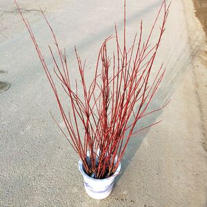 红瑞木 红瑞木树苗 冬季观枝花木 枝条艳红庭院小区耐寒植物盆栽
