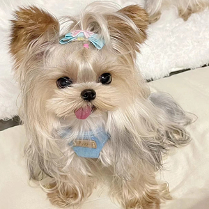 00tb457189437淘宝活体超小体约克夏幼犬纯种小型犬真狗袖珍狗活体