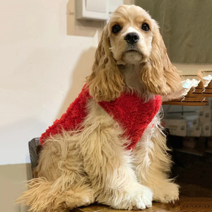 纯种可卡幼犬活体可卡猎鹬犬美国可卡中型犬英国可卡宠物狗狗幼崽