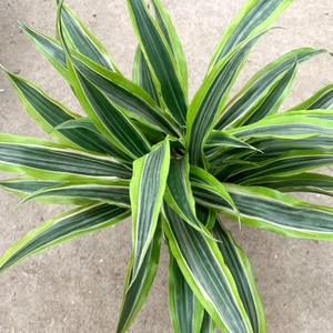 巴西美人铁盆栽金边龙血树室内外桌面阳台绿植吸甲醛四季常青净化