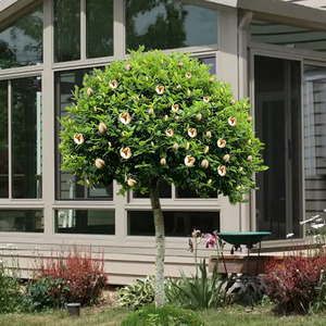 含笑花盆栽阳台庭绿植植物老桩含笑花树苗室外绿化树四季常青浓香