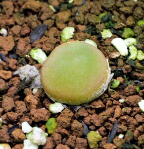 哈默灯泡肉锥两年开花株多肉植物生石花母本番杏科一物一拍绿植