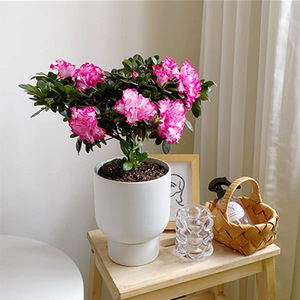 小杜鹃 红色粉色西洋杜鹃花盆景小盆栽花卉庭院绿植南京无锡常州