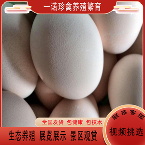 99怎么能忘了扫淘宝(供技术指导)孔雀蓝山鸡种蛋可孵化受精蛋10枚