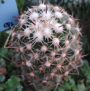 钢钉仙人球狮子奋迅嫁接大颗单头一物一拍