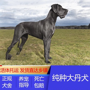 【大丹犬幼犬巨型】大丹犬幼犬巨型品牌,价格 - 阿里巴巴