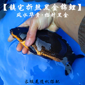小锦鲤蝴蝶黑金活体观赏鱼淡水风水鱼锦鲤鱼镇宅日本黑乌金锦鲤鱼