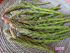 tb057211880淘宝松笔头中药材松叶松树嫩芽松树梢松木笔松树蕊松尖