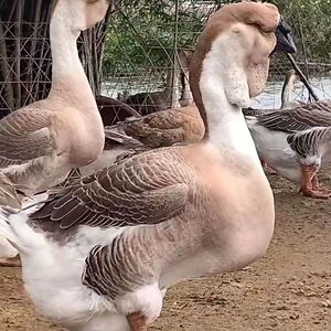 包邮纯种特大型潮汕狮头鹅活苗汕头活体鹅苗大品种狮头鹅活体包邮