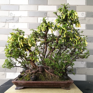 金雀盆景 丛林 南雀  黄芪 实物拍摄 带盆发货 福乐园盆景 实物