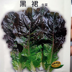 韩国黑裙生菜种籽 鲜食沙拉生菜种子春秋四季阳台盆栽蔬菜种孑苗