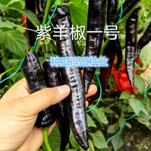 特色紫羊角椒种子辣椒牛角朝天椒线椒种籽四季阳台盆栽蔬菜种孑苗
