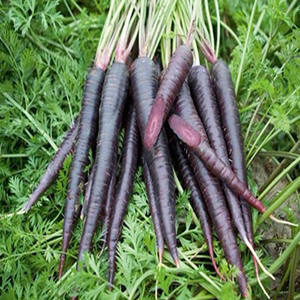 紫胡萝卜种子 紫黑水果萝卜种籽 秋季阳台盆栽大田蔬菜种孑苗