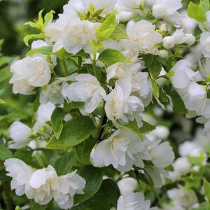 欧洲进口重瓣山梅花盆栽纯真有香味白花庭院阳台地栽花苗花卉植物