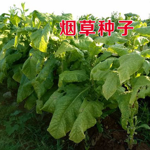 亚布力旱烟种子 烟草种籽阳台盆栽种植 中熟 品种纯正 旱烟种子