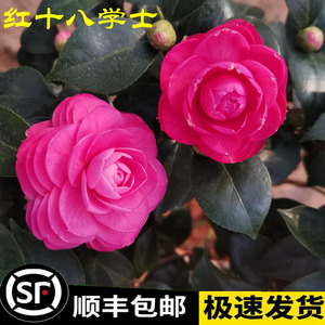 红粉十八学士山茶花盆栽树苗室内外庭院四季花卉绿植阳台观花植物