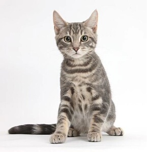 中华狸花猫虎斑猫蝴蝶纹田园加猫幼崽可爱家养猫小型宠物