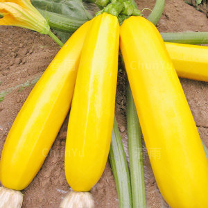 香蕉西葫芦黄色西胡芦种籽种孑水果型葫芦瓜四季农家特色蔬菜种子