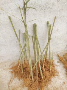 实心玉竹苗文玩竹子现挖现发3棵