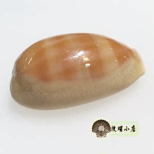 紫口宝螺