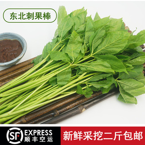 东北特产野生刺五加现采时令新鲜刺果棒爽口苦菜250g四份包邮顺丰