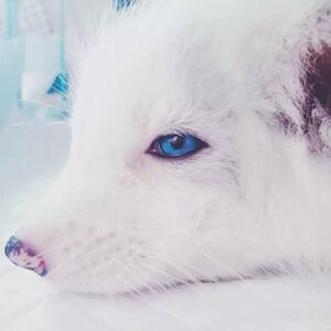 蓝瞳异瞳狐狸纯种家养宠物精品狐狸雪狐活体白狐萌宠宝宝