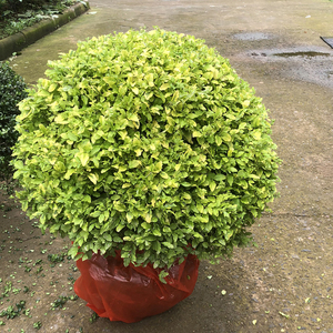 花镜植物川滇蜡树亮金女贞蓝冰柏棒棒糖系列庭院造型盆栽观叶植物