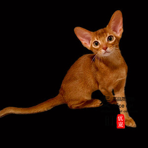 红色阿比西尼亚猫宠物猫幼猫小鹿色蓝色法老猫短毛猫纯种阿比幼崽