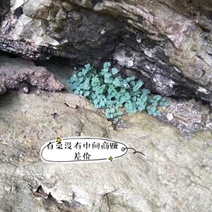 广西野菊花