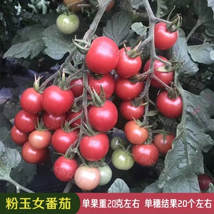进口蔬菜种子总批发寿光店淘宝台湾粉玉女圣女果樱桃番茄种子秧苗
