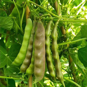 四季三叶紫花油豆角种子东北开锅烂架油豆黑龙江油豆角籽早熟改良